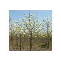 白玉蘭價(jià)格/白玉蘭信息供應(yīng)白玉蘭