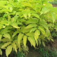 金葉接骨木 金葉風(fēng)箱果 天目瓊花 紫葉風(fēng)箱果