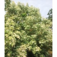 粉葉復葉槭、復葉槭、彩葉苗木、喬木