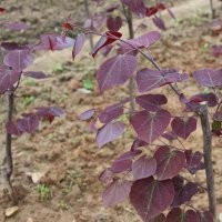 加拿大紅葉紫荊 小苗綠化苗彩葉苗供應(yīng)