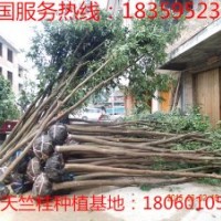 浙江葉氏行道樹基地 浙江行道樹天竺桂浙江樟苗圃苗農(nóng)直銷 寧波天