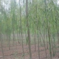 苗圃直銷5公分6公分4公分垂柳價(jià)格 江蘇垂柳基地