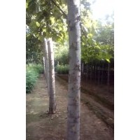保定出售1----20速生法桐，8---25公分平頭發(fā)冒法桐