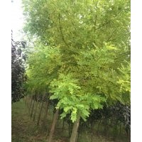 低價(jià)供應(yīng)8-10cm金枝槐