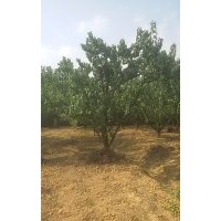 15--25公分山杏