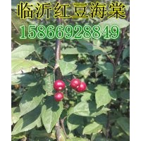 紅豆海棠