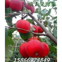 貴人果海棠