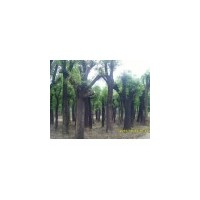 供規(guī)格國(guó)槐樹、速生國(guó)槐樹