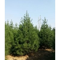 藍田聚慶苗圃大量供應白皮松、櫻花、玉蘭