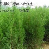 2、3米側(cè)柏大量低價優(yōu)惠供應(yīng)