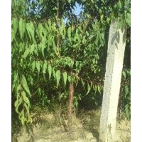 3-5公分山桃