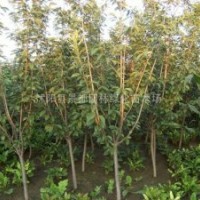 高桿女貞小苗、櫻花小苗、紫荊、紫薇、廣玉蘭