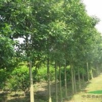 行道樹(shù)品種 大葉女貞 高桿女貞 大葉女貞小苗