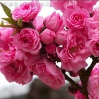 紅梅、綠梅、垂梅、龍游梅、白梅、臘梅