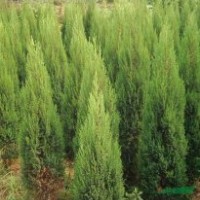 松柏類植物-塔松，塔柏，刺松檜柏北京檜萬(wàn)峰檜