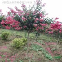 法桐、大葉女貞、櫻花、紫荊、紫薇、枇杷、紫葉李
