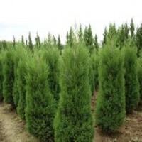 2015年供應蜀檜高2至3米，2米20元，電話13507665695