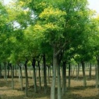 毛白楊、速生柳、國(guó)槐、法桐、白蠟、107、椿樹(shù)、柳樹(shù)、榆樹(shù)、