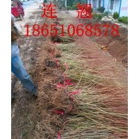 連翹價格，連翹種植基地，批發(fā)連翹，連翹圖片