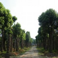 供應湖南野生香樟，原生香樟，尺寸一應俱全