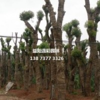 湖南逸彩園林供應3公分5公分香樟小苗 批發(fā)香樟樹