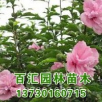 河北速生白蠟價格羊年春季價格
