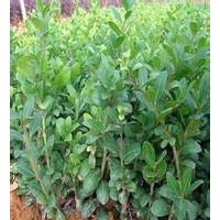 大量供應(yīng)小苗:熊掌木小苗、龜甲冬青小苗、六月雪小苗