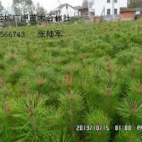 1米油松大量低價優(yōu)惠供應(yīng)