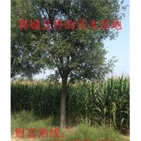 國槐樹，山東省國槐樹最新價格