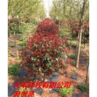紅葉石楠