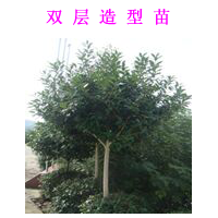 公司長期供應(yīng)綠化苗木、工程苗木，楊樹、松樹、大別山冬青、桂花