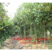 2公分3公分4公分5公分紅葉石楠獨桿 /紅葉石楠1-5公分