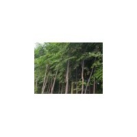 欒樹1-3公分大量批發(fā)