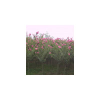 紫薇基地、紫薇苗木、紫薇價(jià)格、紫薇批發(fā)商