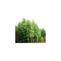 供應(yīng)馬褂木、鵝掌楸苗木