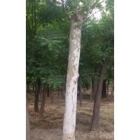 法桐價格，哪里有法桐哪里有法桐基地