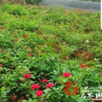 長期供應爬藤類植物薔薇月季等