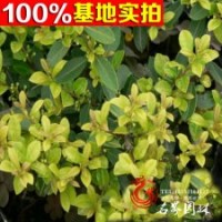大量批發(fā)日本女貞，日本女貞球