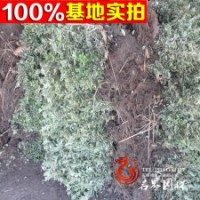 直銷 金邊冬青 色塊植物庭院植物
