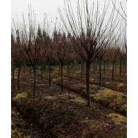 四川崇州櫻花基地哪家質(zhì)量好 價格便宜