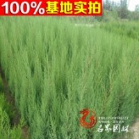 基地直銷 鉛筆柏 批發(fā)各種花卉林