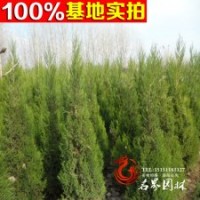 供應(yīng)四季常青 成活率的圓柏