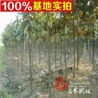 廣玉蘭直銷 綠化苗木 專車發(fā)貨