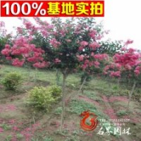 紫薇樹直銷 紅花紫薇大樹綠化苗木