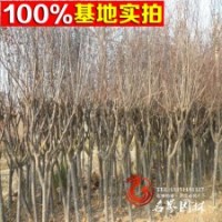 直銷 供應(yīng) 紅葉李 園林綠化