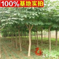 七葉樹苗 七葉樹小苗 各種工程苗
