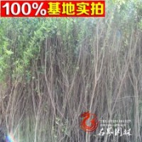 蘇北花石榴基地低價(jià)供應(yīng)花石榴