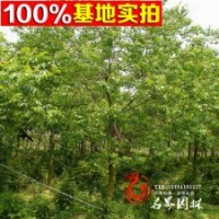 供應烏桕批發(fā) 風景樹 庭蔭樹