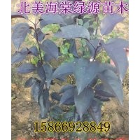 紫色完美海棠