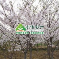 染井吉野櫻